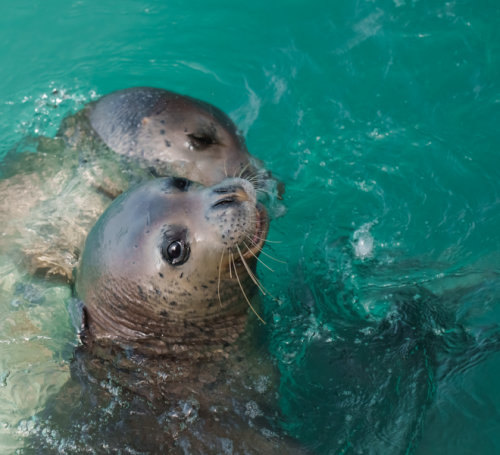 Foto Foca Monje