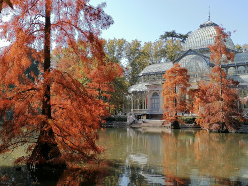 Árboles del Retiro
