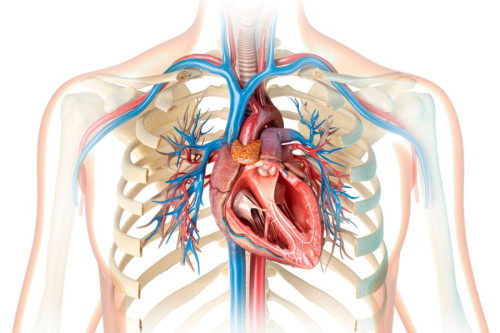 Corazón humano infografía