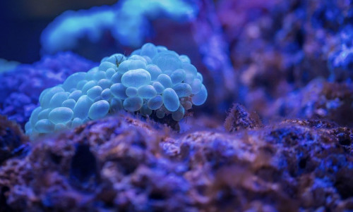 Foto Coral